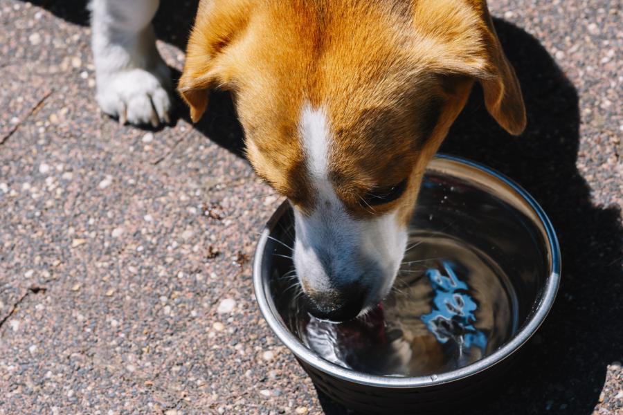 A beagle drinks water from a metal dog bowl
