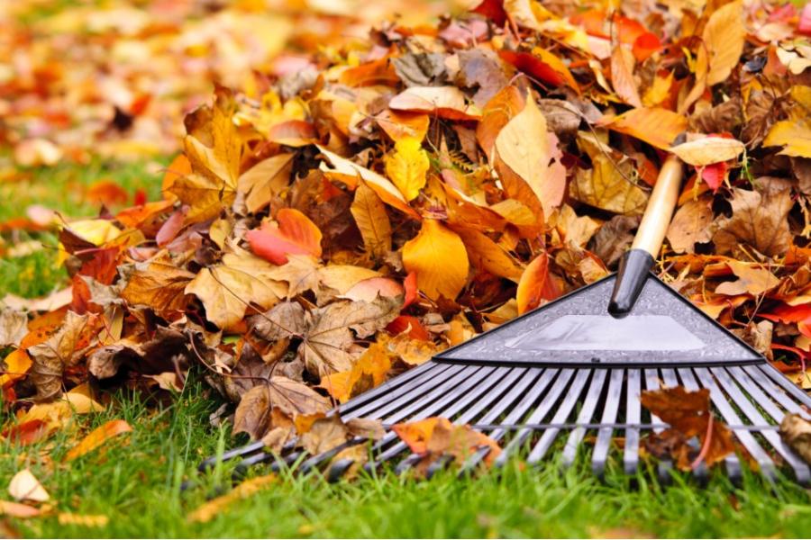 A rake lies on top of a pile of fallen leaves in a yard