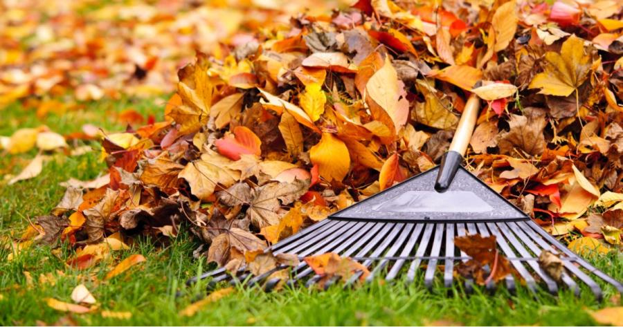A rake lies on top of a pile of fallen leaves in a yard